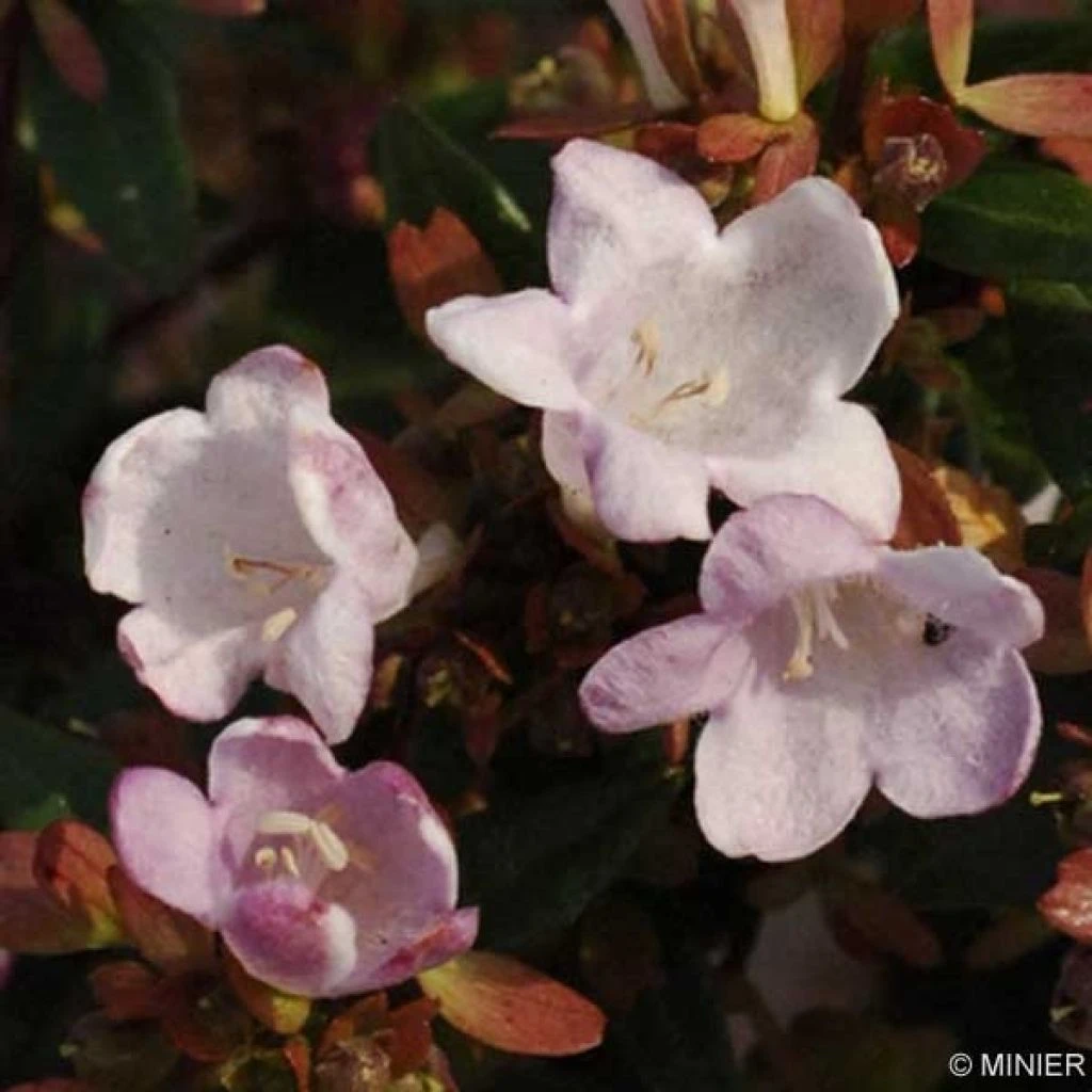 Abelia Petite Garden® Minedward 1 Abelia Petite Garden® Minedward