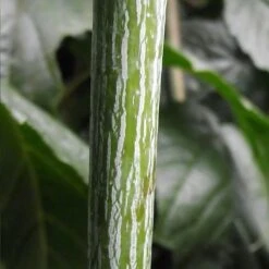 Acer Conspicuum Silver Vein - Erable à Peau De Serpent