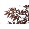 Érable Du Japon Black Lace - Acer Palmatum