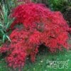 Érable Du Japon - Acer Palmatum Emerald Lace