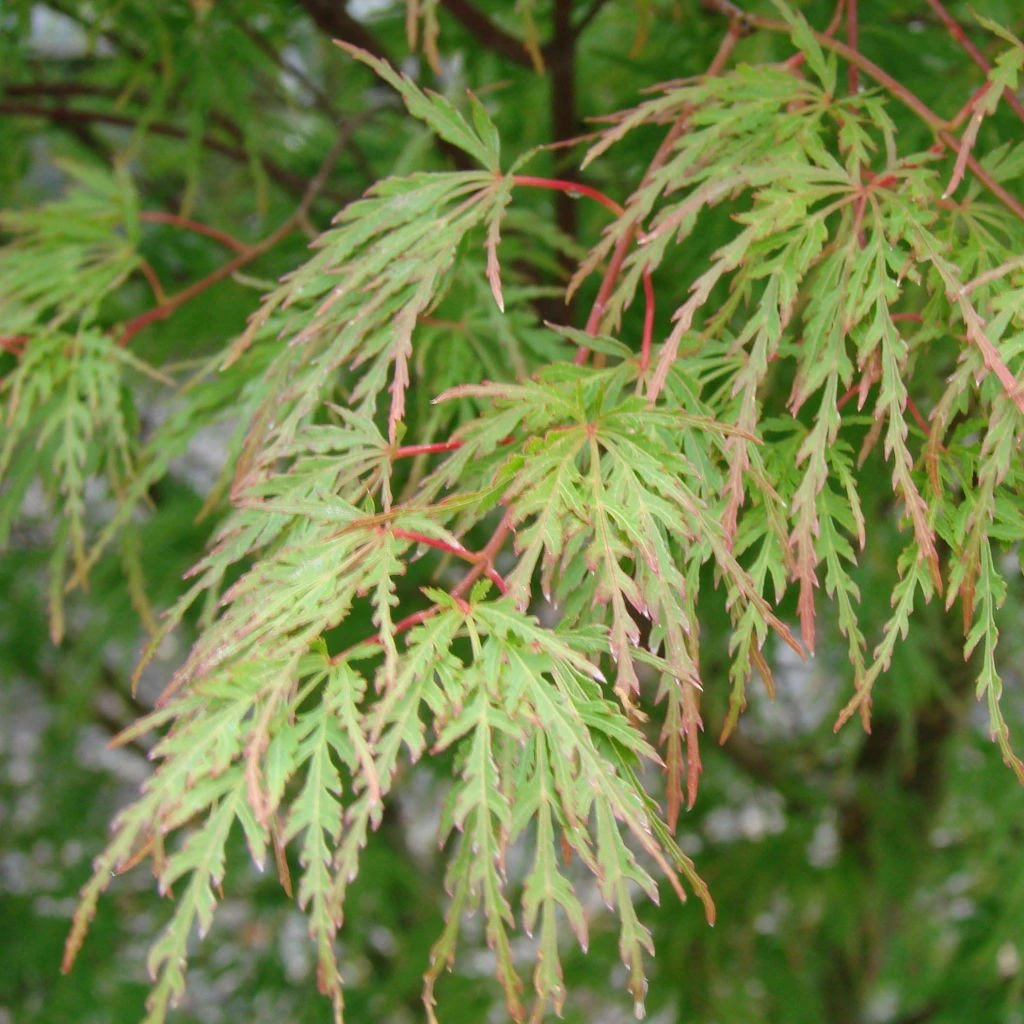 Érable Du Japon - Acer Palmatum Seiryu 1 Érable Du Japon - Acer Palmatum Seiryu