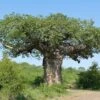 Adansonia Digitata - Baobab Africain