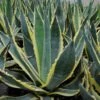 Agave Americana Variegata - Agave D'Amérique