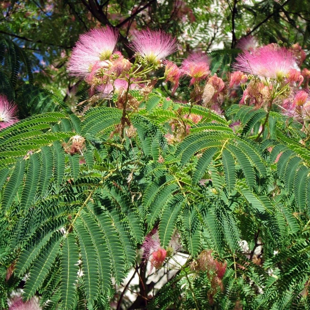 Albizia Julibrissin Rosea - Arbre à Soie Rose 1 Albizia Julibrissin Rosea - Arbre à Soie Rose
