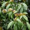 Amandier Nain Autofertile Fruit Me Almond Me - Prunus Dulcis