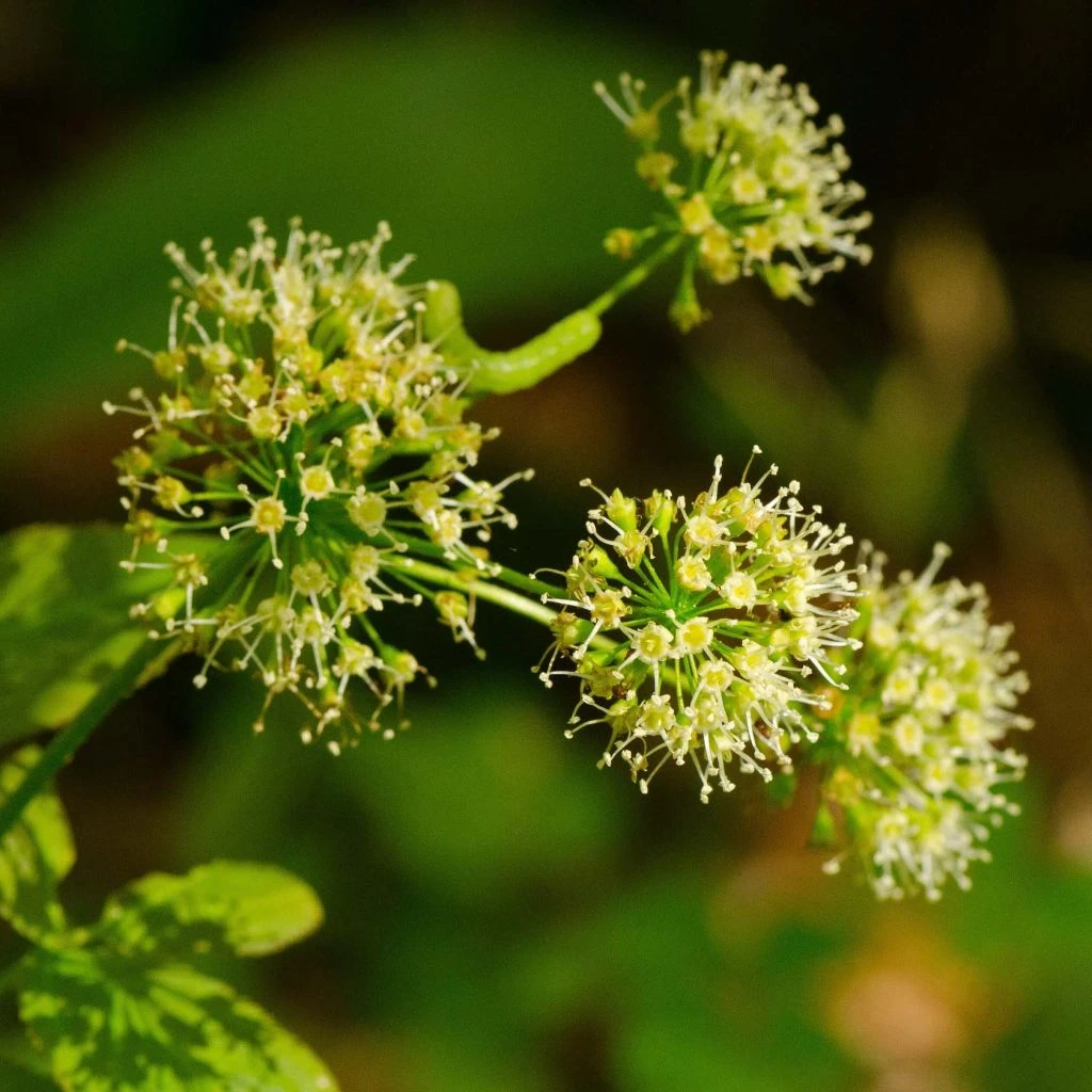 Aralia Nudicaulis - Aralie à Tige Nue 1 Aralia Nudicaulis - Aralie à Tige Nue