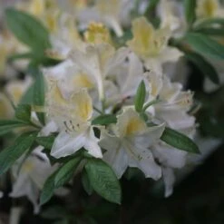 Azalée De Chine Daviesii - Azalea Mollis