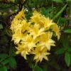 Azalée De Chine Narcissiflora - Azalea (x) Luteum