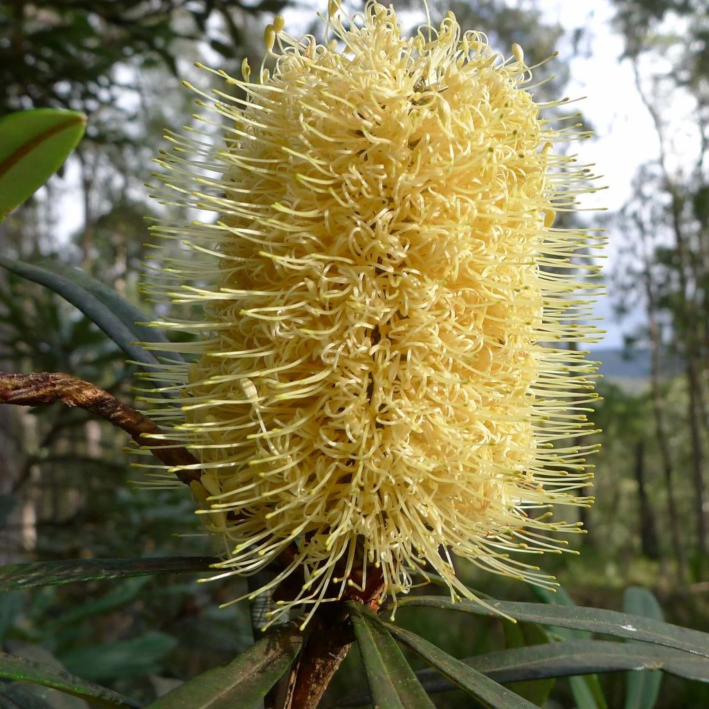 Banksia Integrifolia - Banksia Côtier 1 Banksia Integrifolia - Banksia Côtier