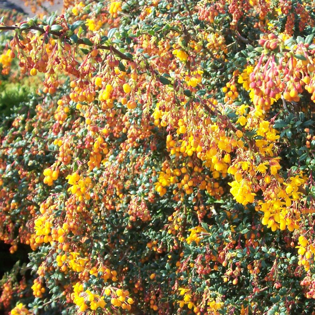 Berberis Stenophylla Corallina Compacta 1 Berberis Stenophylla Corallina Compacta