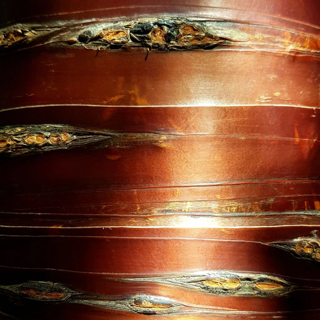 Bouleau Blanc De L'Himalaya - Betula Utilis Nepalese Orange 1 Bouleau Blanc De L'Himalaya - Betula Utilis Nepalese Orange