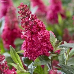 Buddleja Davidii Butterfly Candy Little Ruby - Arbre Aux Papillons Nain
