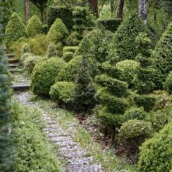 Buxus Sempervirens Arborescens - Buis Commun