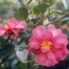 Camélia D'automne - Camellia Sasanqua Kanjiro