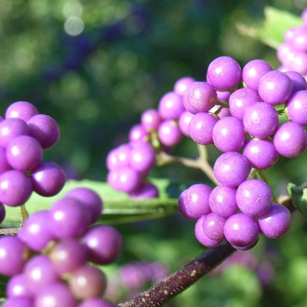 Callicarpa Japonica - Arbuste Aux Bonbons Du Japon 1 Callicarpa Japonica - Arbuste Aux Bonbons Du Japon