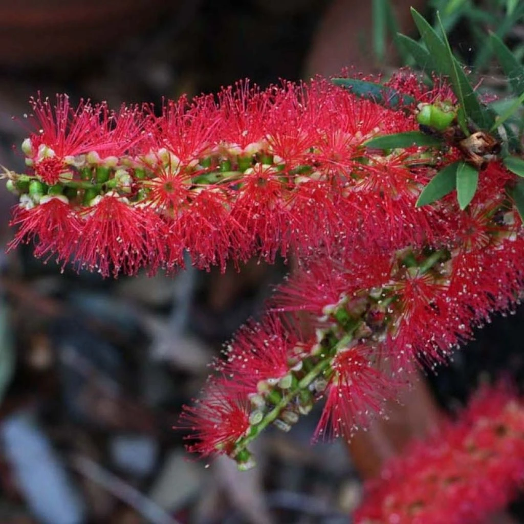 Callistemon Viminalis Captain Cook - Rince-bouteille 1 Callistemon Viminalis Captain Cook - Rince-bouteille