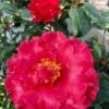 Camelia Holly Bright - Camellia Japonica