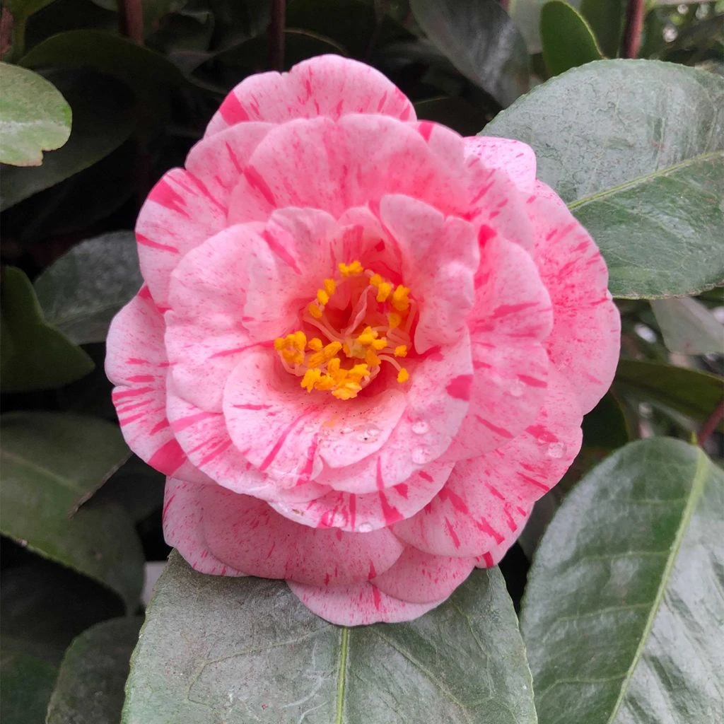 Camélia Traverso - Camellia Japonica 1 Camélia Traverso - Camellia Japonica