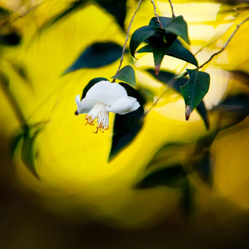 Camellia Tsaii - Camélia D'hiver 1 Camellia Tsaii - Camélia D'hiver