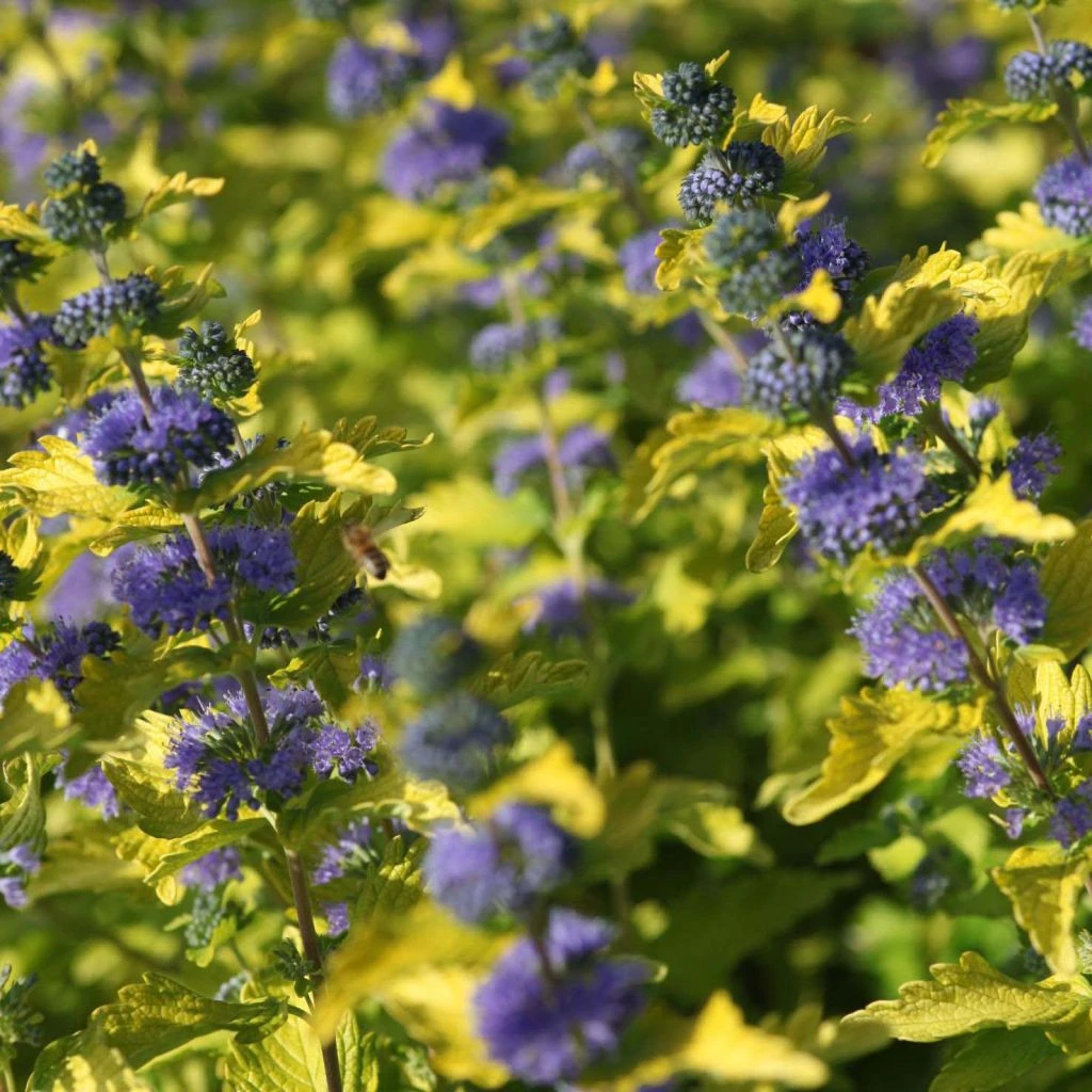 Caryopteris Hint Of Gold 1 Caryopteris Hint Of Gold
