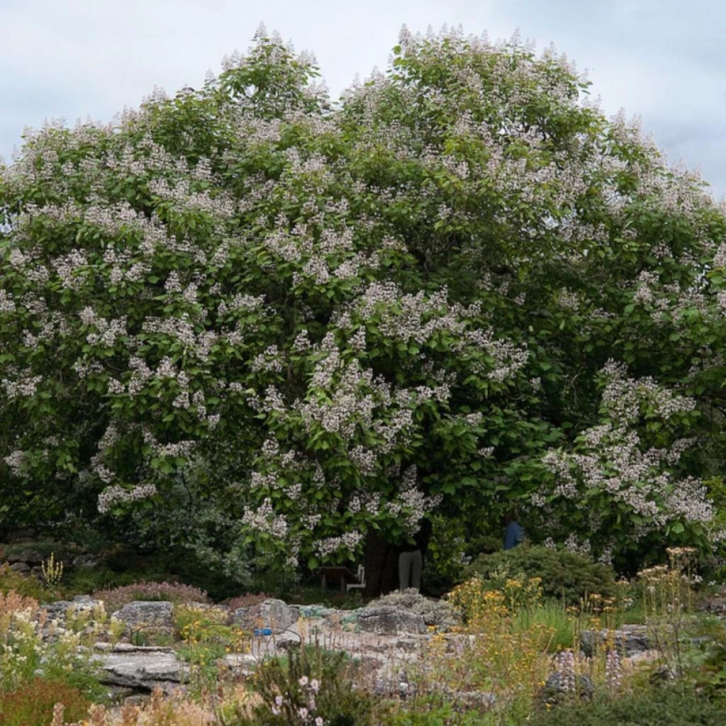 Catalpa Erubescens Purpurea - Catalpa Pourpre 1 Catalpa Erubescens Purpurea - Catalpa Pourpre