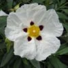Cistus Alan Fradd - Ciste Pourpre à Fleurs Blanches.