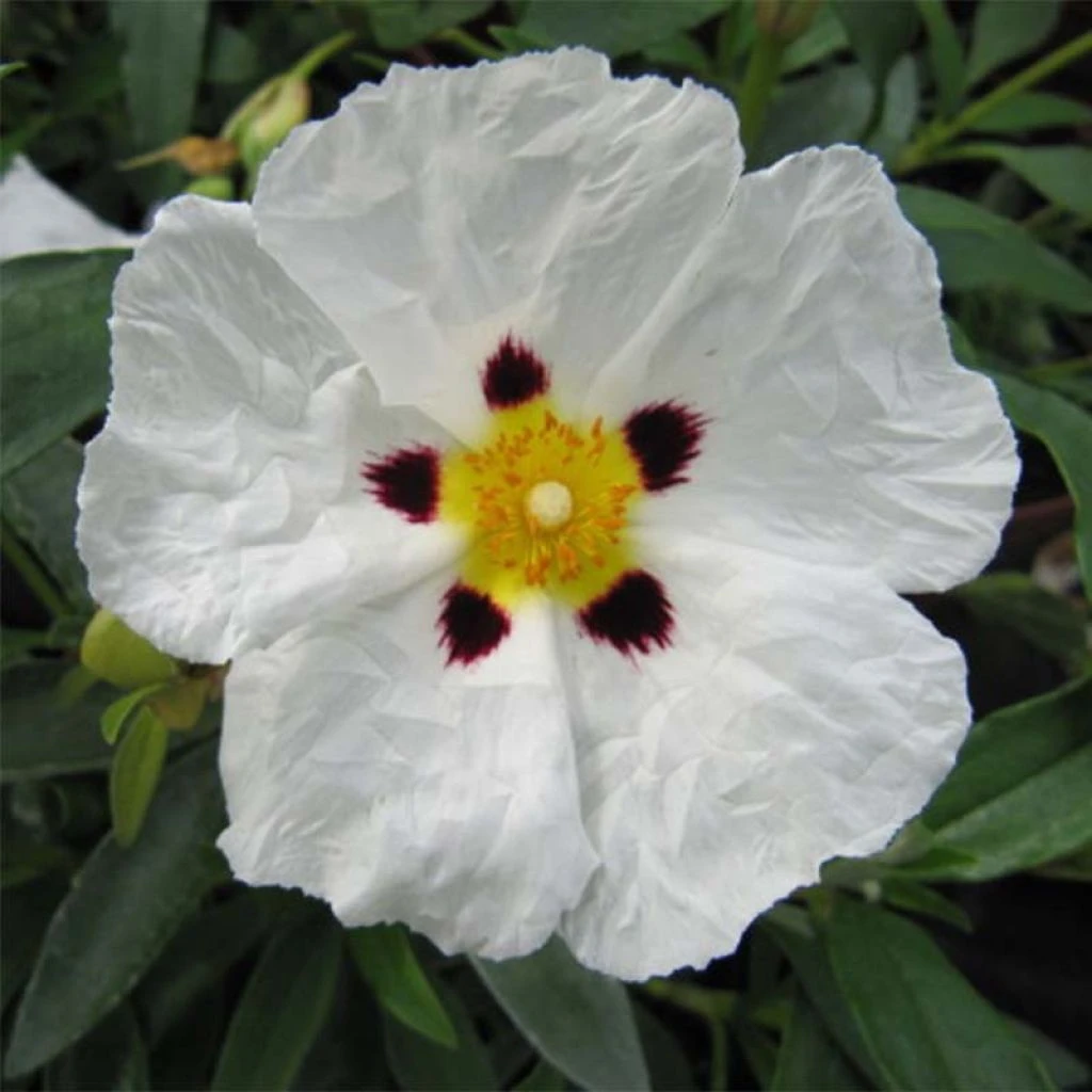 Cistus Alan Fradd - Ciste Pourpre à Fleurs Blanches. 1 Cistus Alan Fradd - Ciste Pourpre à Fleurs Blanches.