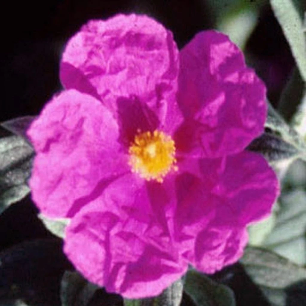 Cistus Pulverulentus Sunset - Ciste Pulvérulent 1 Cistus Pulverulentus Sunset - Ciste Pulvérulent