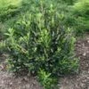 Clethra Alnifolia Sixteen Candles
