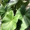 Colocasia Black Stem - Oreille D'Eléphant