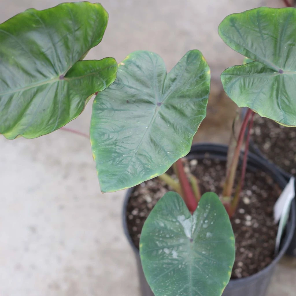 Colocasia Hawaiian Punch - Taro 1 Colocasia Hawaiian Punch - Taro