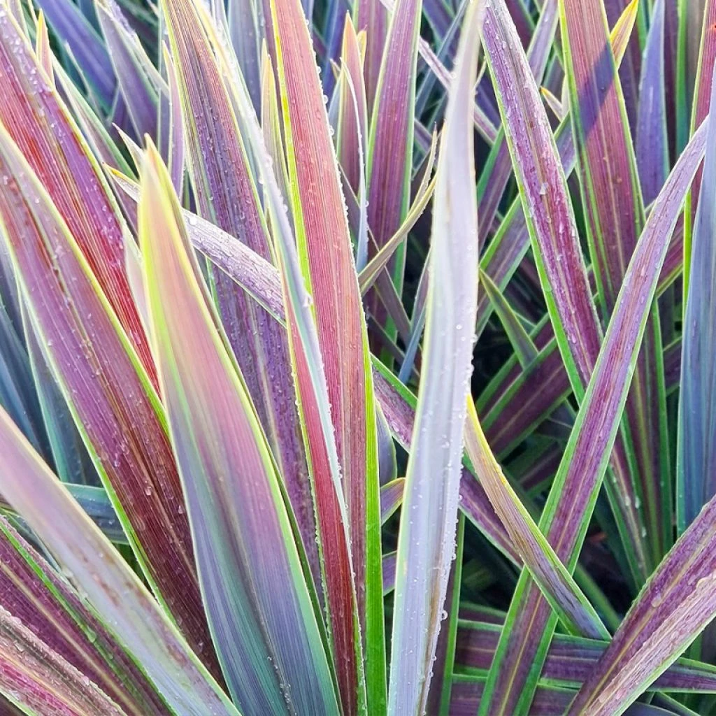 Cordyline Australis Mint Chocolate 1 Cordyline Australis Mint Chocolate