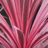 Cordyline Australis Sunrise