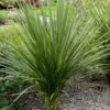 Cordyline Indivisa