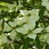 Cornus Capitata - Cornouiller De L'Himalaya