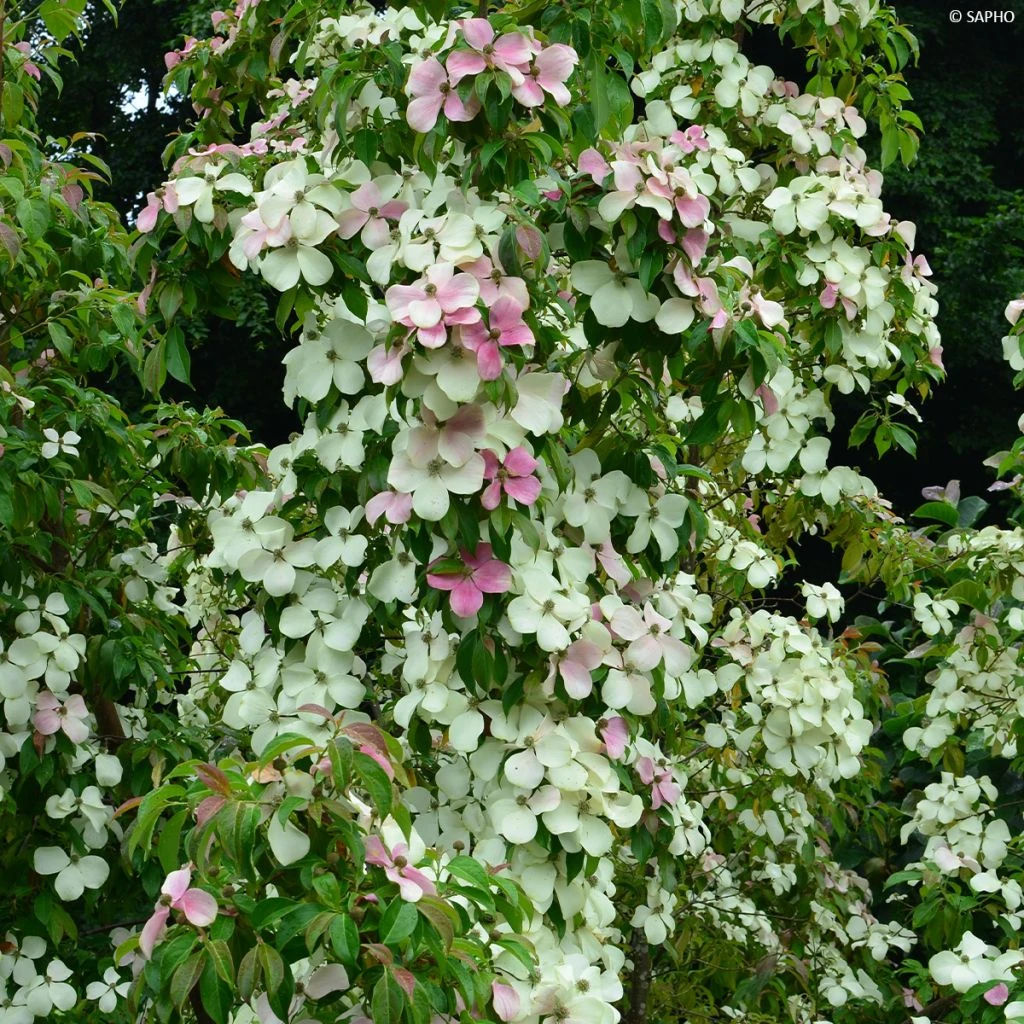 Cornus Hongkongensis Parc De Haute Bretagne - Cornouiller De Hong Kong à Fleurs Roses