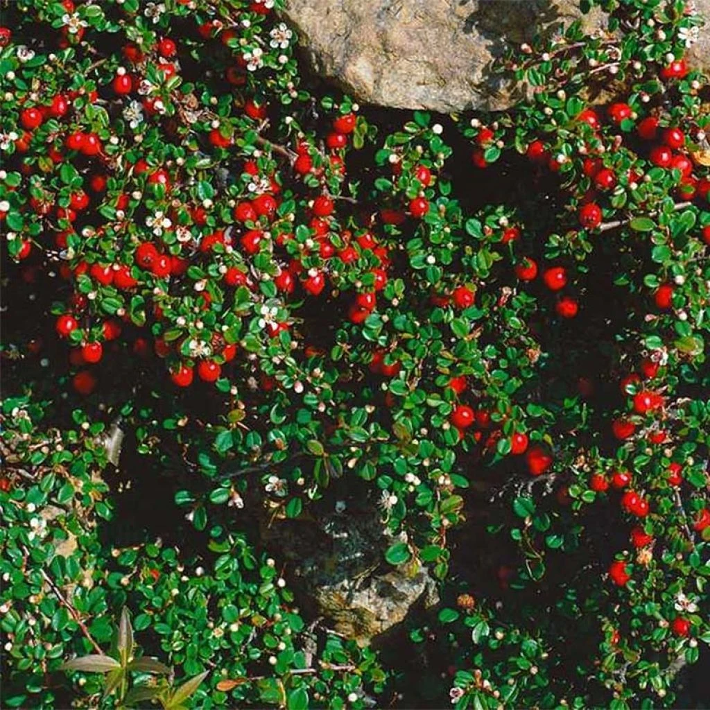Cotoneaster Procumbens Streibs Findling - Cotonéaster Rampant 1 Cotoneaster Procumbens Streibs Findling - Cotonéaster Rampant