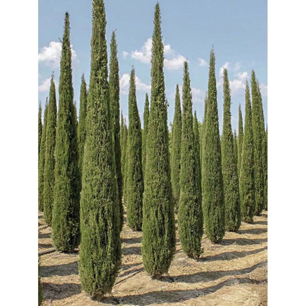 Cupressus Sempervirens Garda - Cyprès D'Italie, De Provence 1 Cupressus Sempervirens Garda - Cyprès D'Italie, De Provence