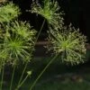 Cyperus Prolifer - Papyrus Nain