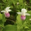 Cypripedium Reginae - Sabot De Venus
