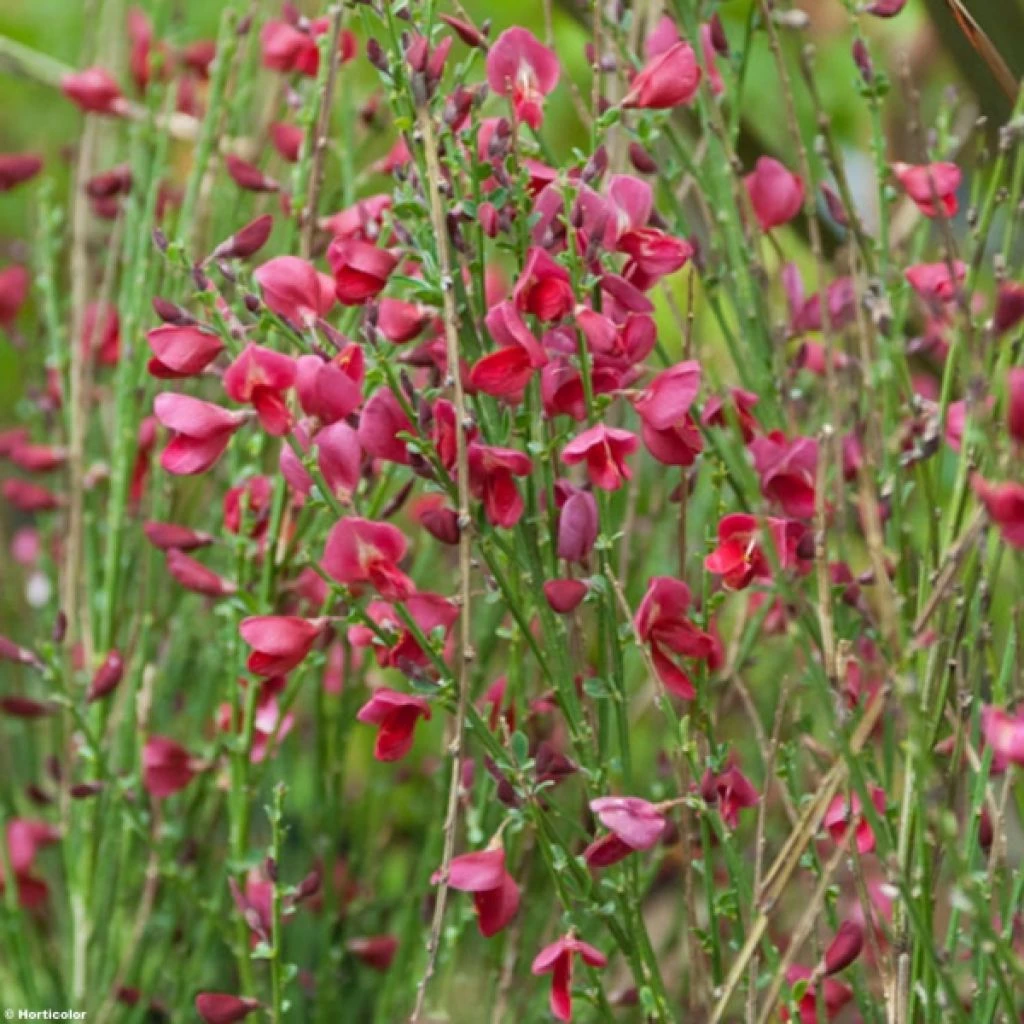 Genêt à Balais - Cytisus Boskoop Ruby 1 Genêt à Balais - Cytisus Boskoop Ruby