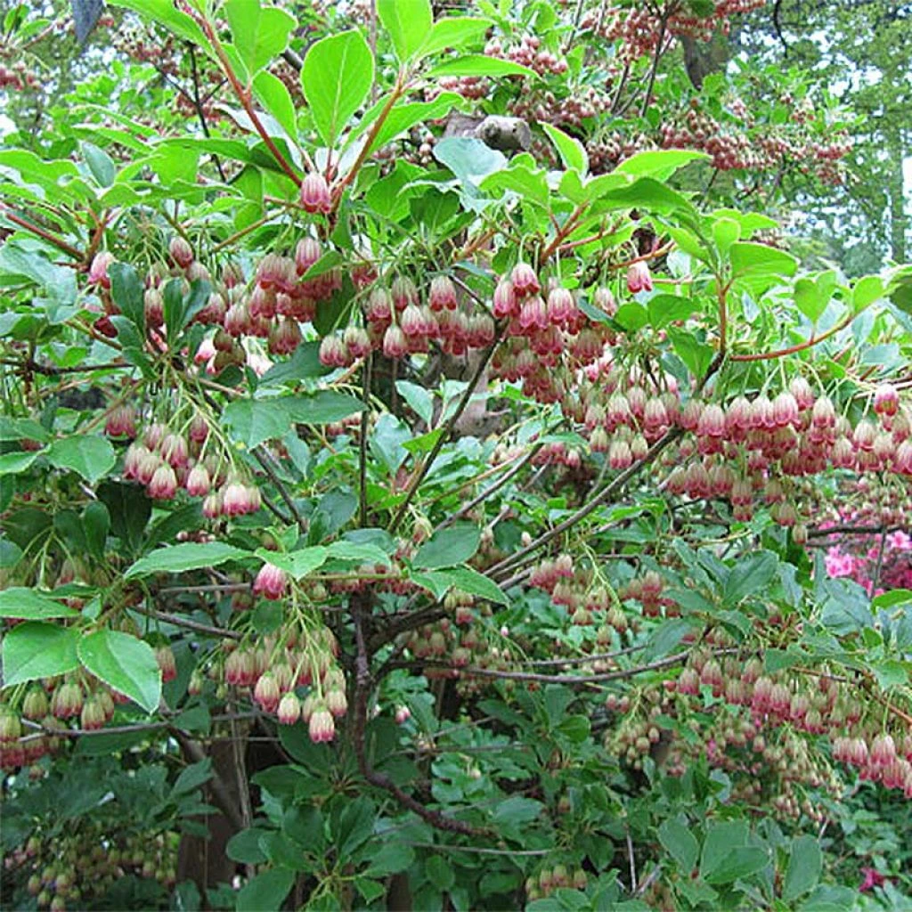 Enkianthus Campanulatus Red Bells - Andromède Campanulée 1 Enkianthus Campanulatus Red Bells - Andromède Campanulée