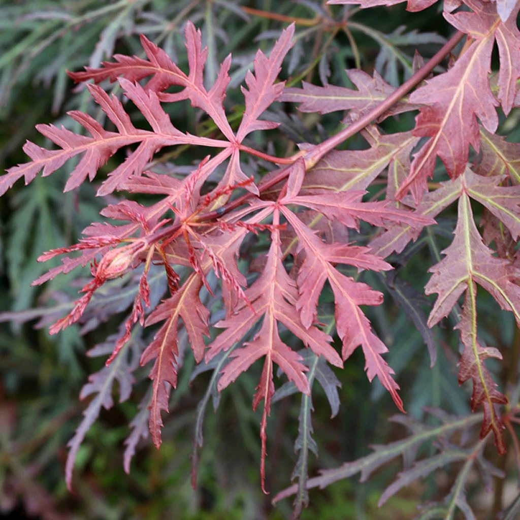 Erable Du Japon - Acer Palmatum Dissectum Orangeola 1 Erable Du Japon - Acer Palmatum Dissectum Orangeola