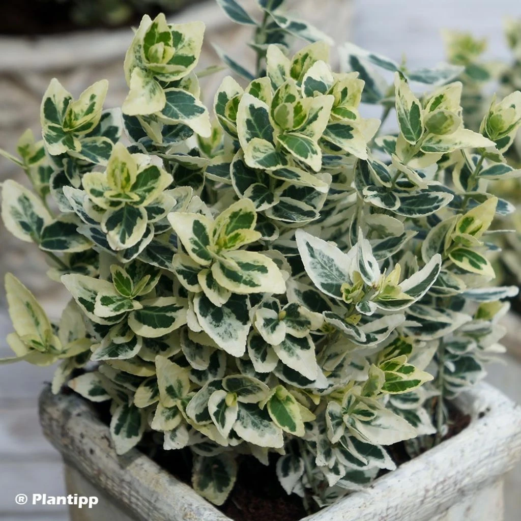 Euonymus Fortunei Dan's Delight - Fusain Persistant 1 Euonymus Fortunei Dan's Delight - Fusain Persistant