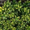 Euonymus Japonicus Microphyllus Aureovariegatus - Fusain