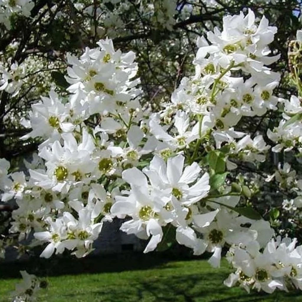 Exochorda Serratifolia Snow White - Arbre Aux Perles 1 Exochorda Serratifolia Snow White - Arbre Aux Perles