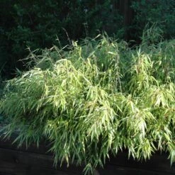 Bambou Non Traçant - Fargesia Rufa