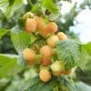 Framboisier Nain Remontant Goodasgold - Rubus Idaeus