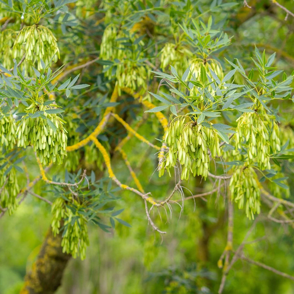Fraxinus Angustifolia - Frêne à Feuilles étroites 1 Fraxinus Angustifolia - Frêne à Feuilles étroites