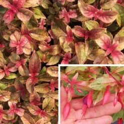 Fuchsia Rustique Happy Birthday